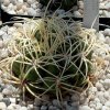 Gymnocalycium_monvillei